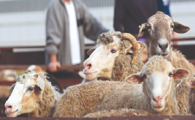 Əqiqə qurbanını nə zaman kəsmək və ətini necə istifadə etmək lazımdır?