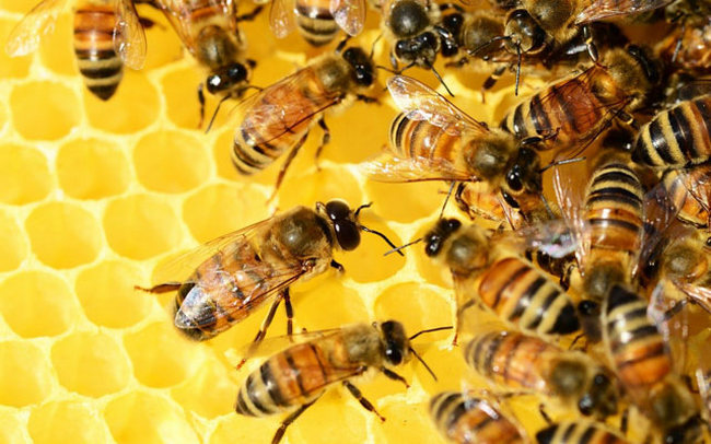 Arı zəhərinin MÖCÜZƏSİ - bu xəstəliyin dərmanıdır