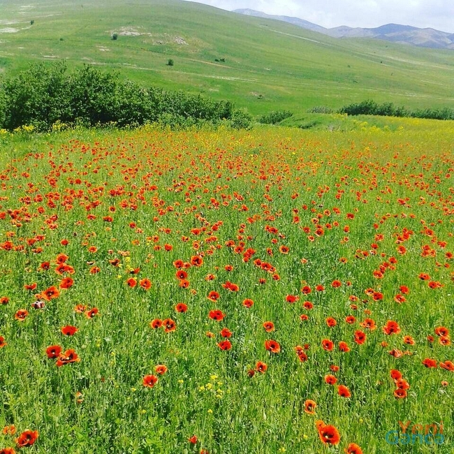 Behiştin iyi min illik yoldan insanın burnuna çatar. Amma bu insanlar onu duymaz