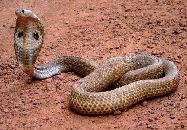 Niyə dini əxlaq kitablarında dünyanı ilana və dənizə bənzədiblər?